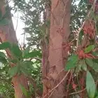 جذع خشب بزرومي كوناكاربس