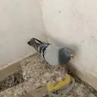 مطلوب حمام بلدي او بري تبوك