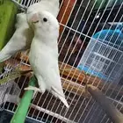 روز البينو