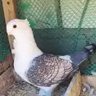 حمام للبيع