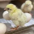 صوص لاحم