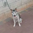 انثى هاسكي 500