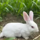 ارانب للبيع