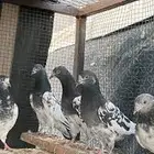 حمام بشبكه للبيع