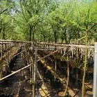 اشجار السلم جميع المقاسات شجرة سلم