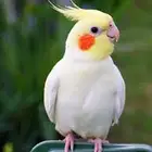 كروان لاتينو