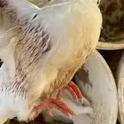 للبيع زغاليل فرنسي جامبو