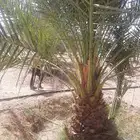 نقايل نخل وفراخة منوعة
