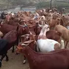 غنم