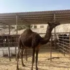 قعدان