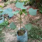 شتلات القطن (العطب)
