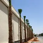 نخيل واشنطن ابو مروحه للبيع توريد وتركيب