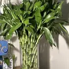 شتلات ساق البامبو