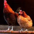 مطلوب دجاج بلدي