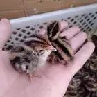 صوص صيصان سمان الحبه بريال