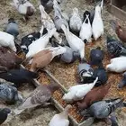 مطلوب حمام بلدي مفروز محصن