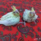 فراخ كوكتيل