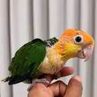 مطلوب فرخ كايك وايت بيلي محجل وعمره كم شهر ونص لشهرين ونص