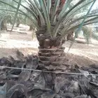 نعمل في مجال النخيل تكريب وقلع وغرس فسايب