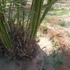 فسائل نخيل مثمرة