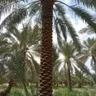 يوجد لدينا نخل عربي واشنطني خلاص ملوكي روثانا برحي سكري نبوت