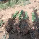 نعمل في مجال النخيل قلع وغرس وتكريب
