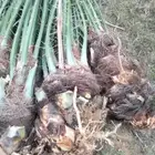 موجود فسايل نخيل مثمرة