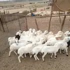 رخال رفيدي جذعاة