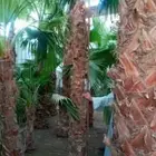 تنسيق حدائق