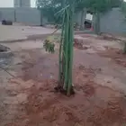 فسائل مجدول وبرحي ممتازة