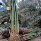 فسايل النخيل