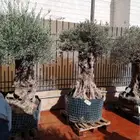 زراعه نخيل وأشجار وثيل. وقسم خاص لشبوك