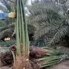 فسايل نخل