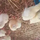 صوص لاحم روس