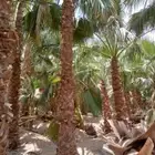 توريد وزرعها النخل الوشنطاني جميع المقاسات واسعار مناسبه