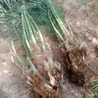 فسايل اخلاص