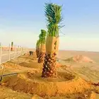 نخل واشنطني زينه نخيل اخلاص صقعي هلالي مجدول ونانه مصيفه غر
