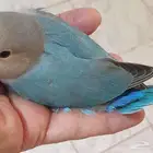 فرخ روز فايلوت تركوازي محجل