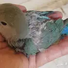 فرخ روز تركوازي محجل مع ملحقات