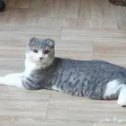 قط للتبني عمره خمسه شهور
