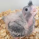 فرخ كروان محجل للبيع مع مرفقاته