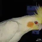 اليف مايعض و حنون على الاطفال والطيور