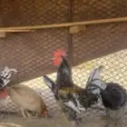 السلام عليكم ديك شرط انتاج وا اذراب وا اذان منتج عدد