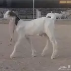 تيس هولندي صغير