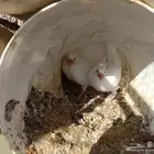 حمام فرنساوى جنبو