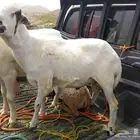 خرفان طيبه سمان مولده عندي على السوم