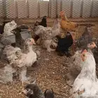 براهما الوان نوادر اعمار 5اشهر الى 6