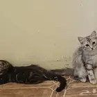 قط شيرازي عمر 2 شهر