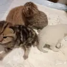 قطط سكوتش بريتش للحجز