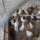 دجاج بلدي بياض